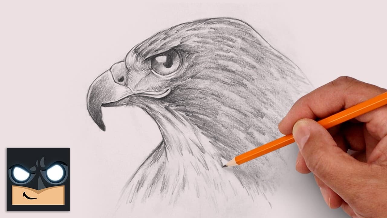 Preview of How to Draw a Falcon | Sketch Saturday