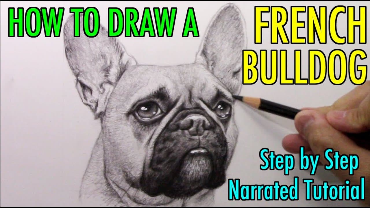 Preview of How to Draw a FRENCH BULLDOG