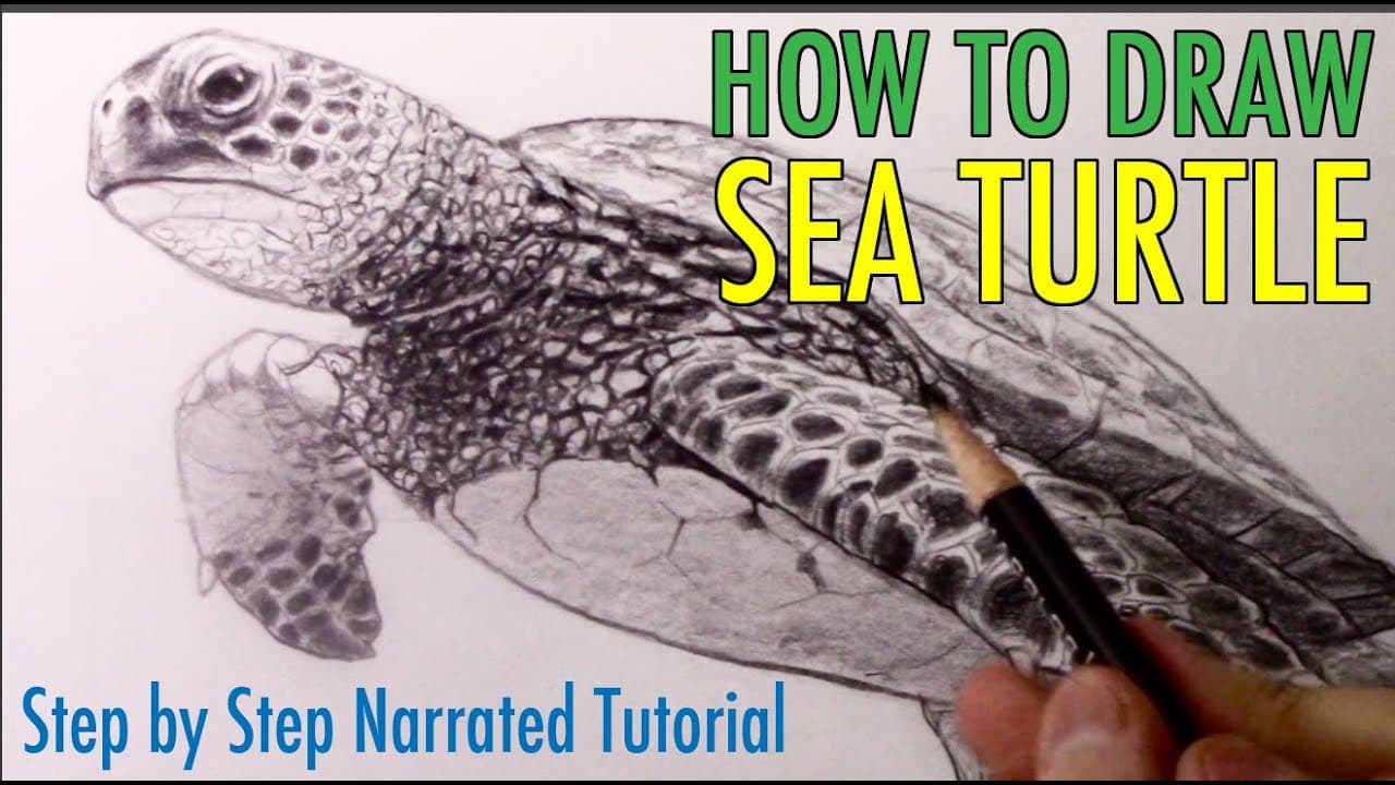 Preview of How to Draw a Sea Turtle