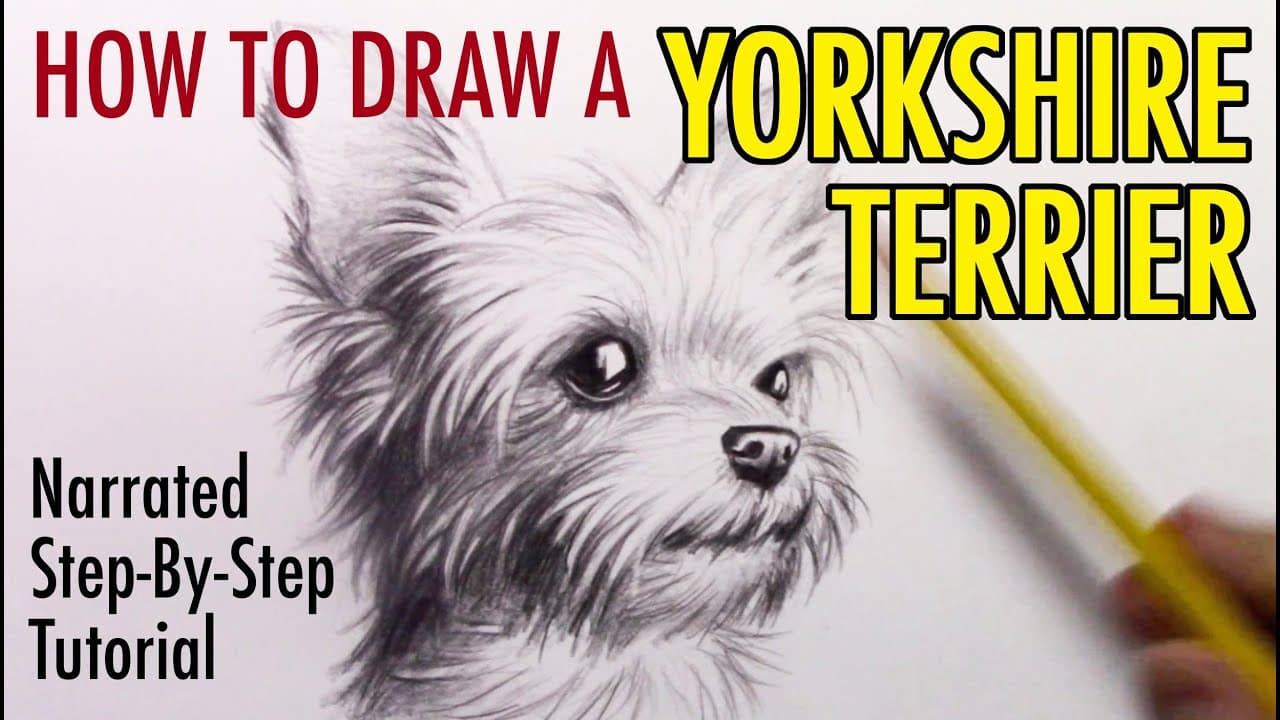 Preview of How to Draw a Dog: Yorkshire Terrier