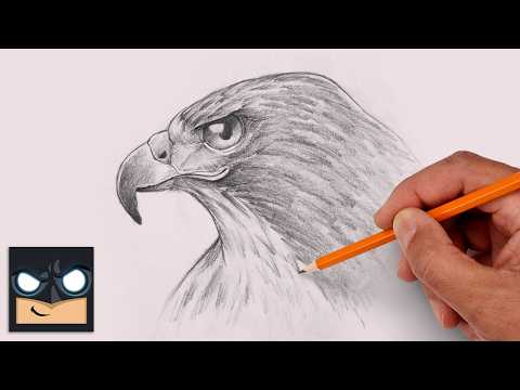 Preview of How to Draw a Falcon | Sketch Saturday