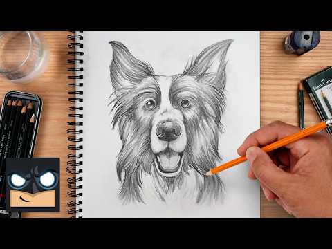 Preview of How to Draw a Dog | Border Collie Sketch