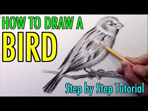 Preview of How to Draw a Bird: Narrated Step by Step