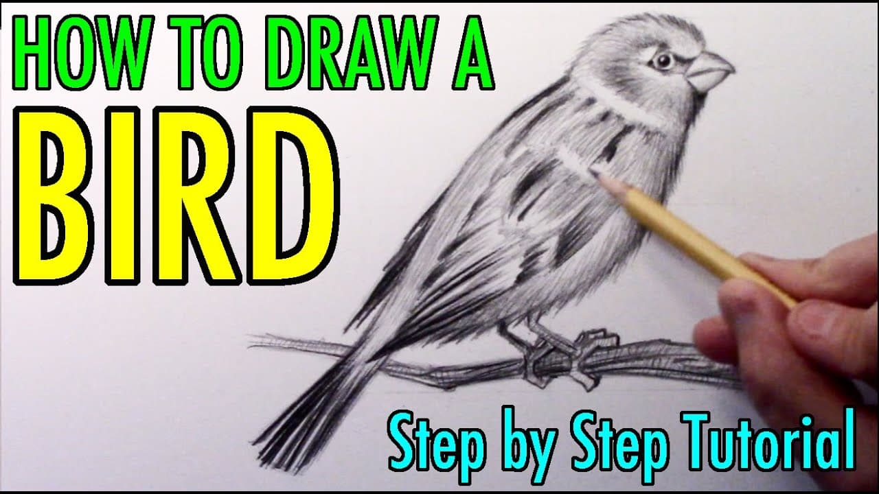 Preview of How to Draw a Bird: Narrated Step by Step