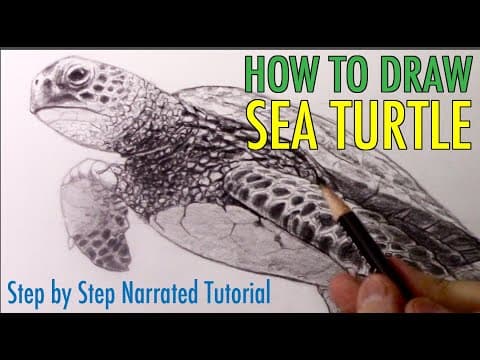 Preview of How to Draw a Sea Turtle