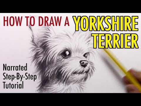 Preview of How to Draw a Dog: Yorkshire Terrier